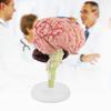 1pc Disassembled Anatomical Human Brain Model Medical Teaching Tool Toy