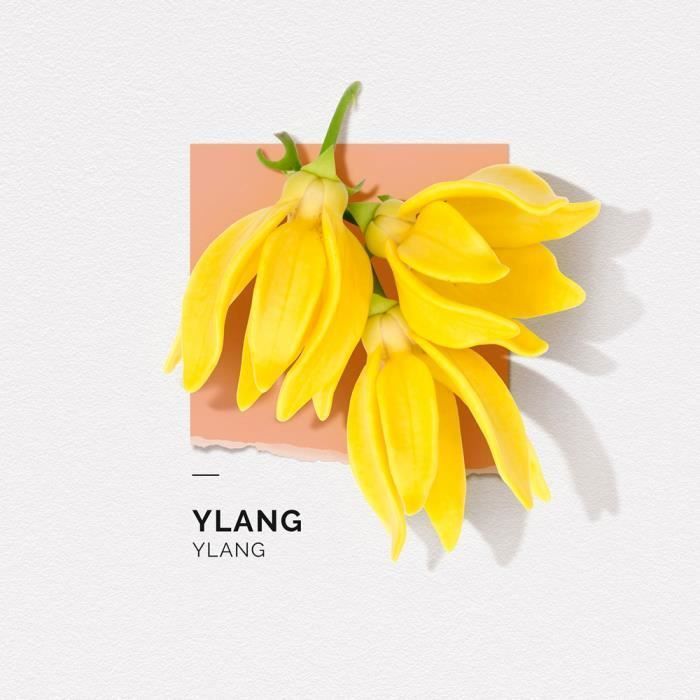 Eau de Parfum - Solinotes - YLANG - 50ml - Floral - Ylang Ylang - Jasmin