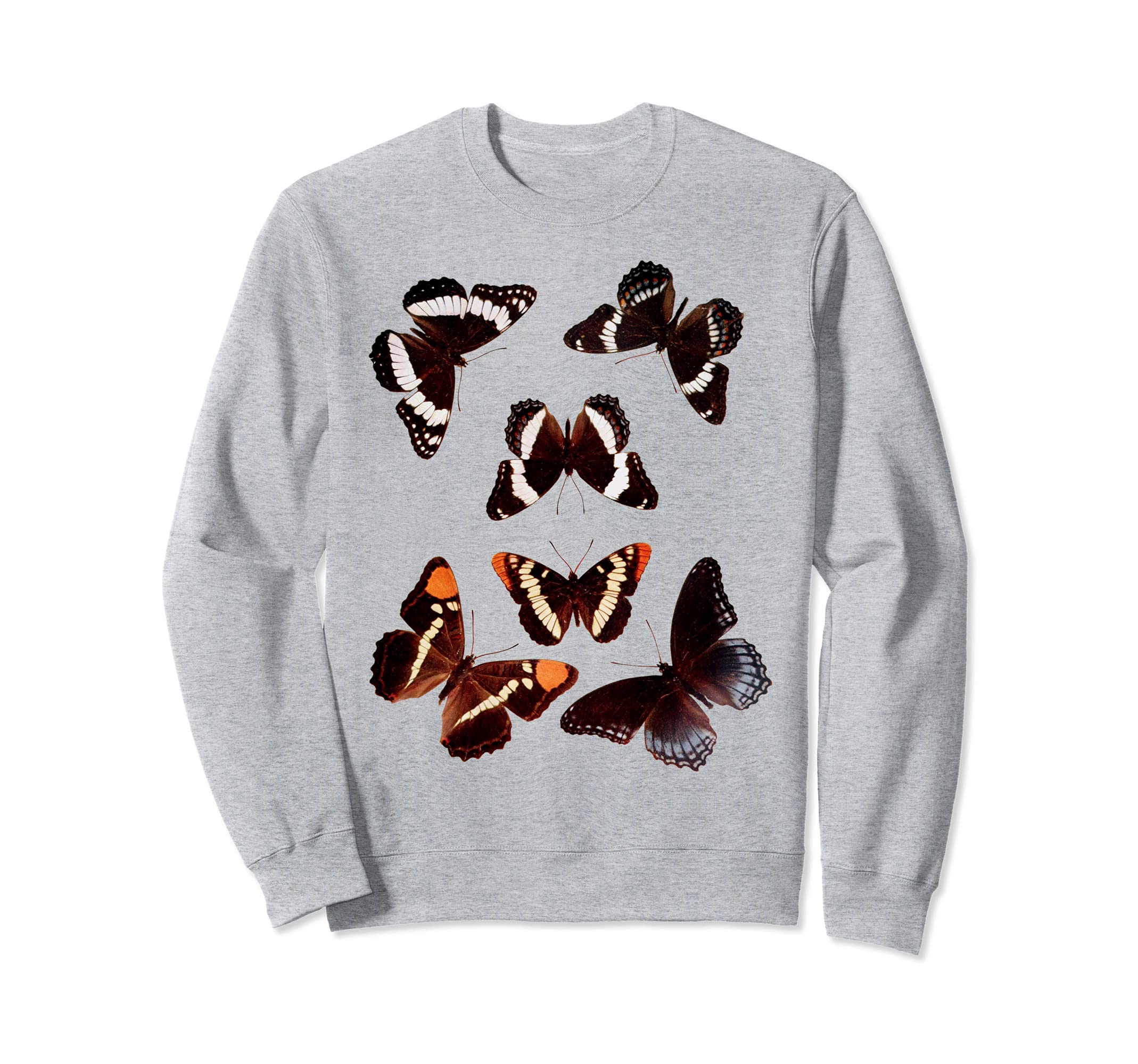 

Винтажная коллекция бабочек Виды бабочек Научный тренер серый