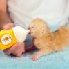 Bite Resistance Puppy Milk Feeder 20/80ML Kitten Feeding Bottle Kitten Nipple Bottle  for Feeding