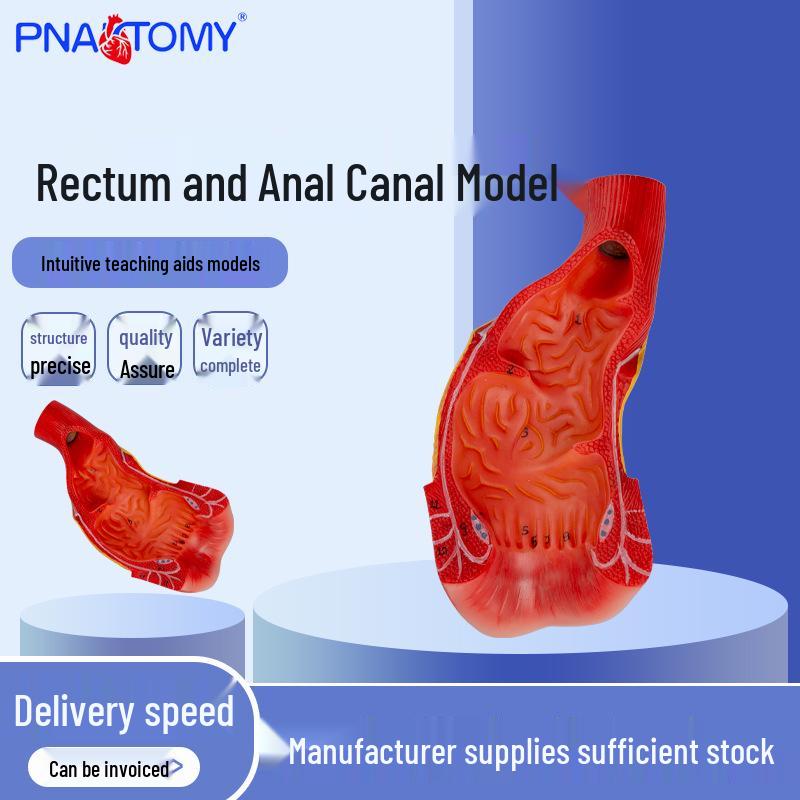 Human Digestive System Model for Teaching Intestine, Rectum & Anal Canal Anatomy Model PNT-0453