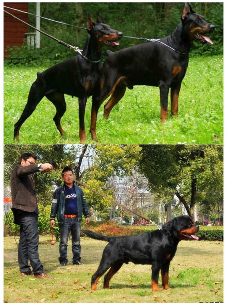 Přizpůsovatelné vodítko z hovězí kůže s logem - Řetěz/lano pro psa německého ovčáka