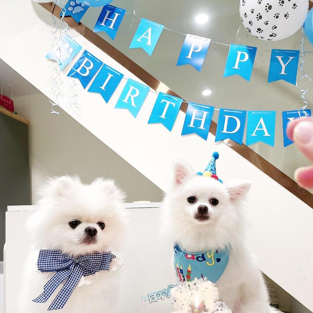Pet Birthday Party Decoration Set: Dog and Cat Balloons, Hat, Props, Banner, and Pull Flag