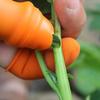 Instrumente de grădinărit – Benzi și coliere pentru legat plante