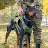 Perros – Collares y correas