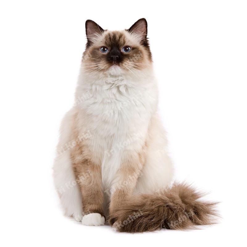 Tri koshki RC035 Anime Dog Ragdoll Sticker Waterproof PVC Decoration Door Living Room Kids Room