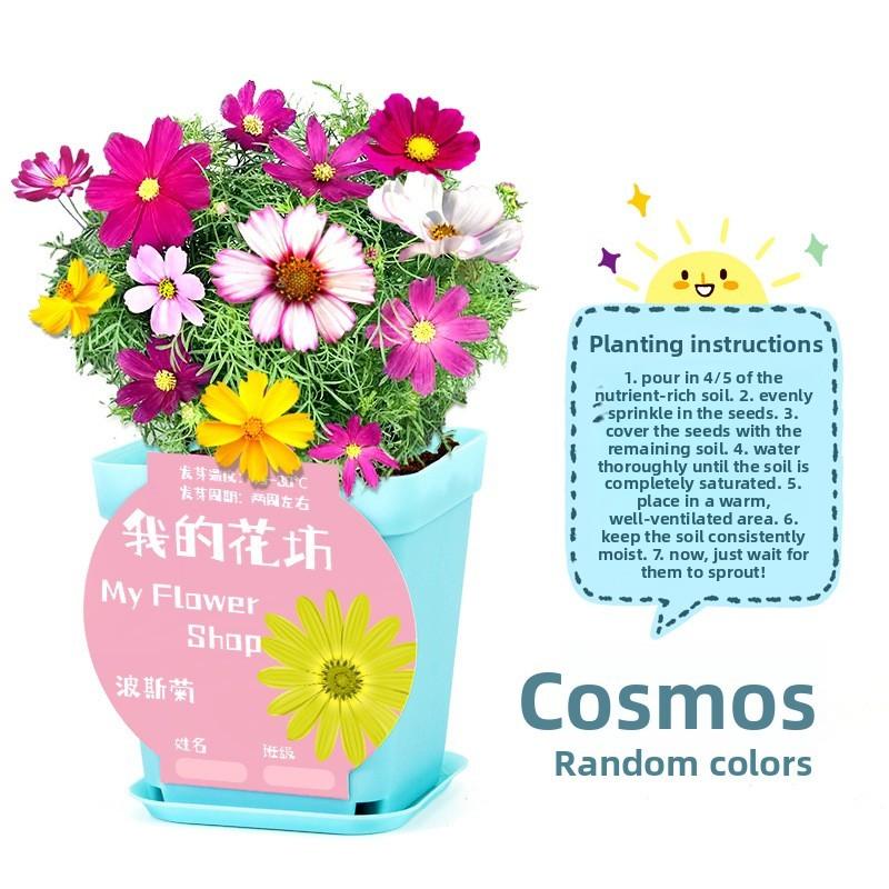 

Навчальний біологічний набір для дітей з кімнатними гідропонними рослинами та насінням для вирощування синій