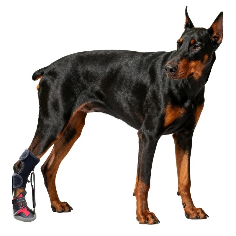 Drop Foot Brace with Reel(No Knuckling Boot Brace) for Dog Corrective Dog Shoes to Safely Lift Toes for foot Issue