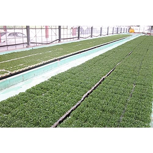 Farm-Grown Sulforaphane Tablets, 360 Tablets, Freeze-Dried, 15mg Sulforaphane (SGS) Per Tablet, Broccoli Sprout Supplement, Phytochemical