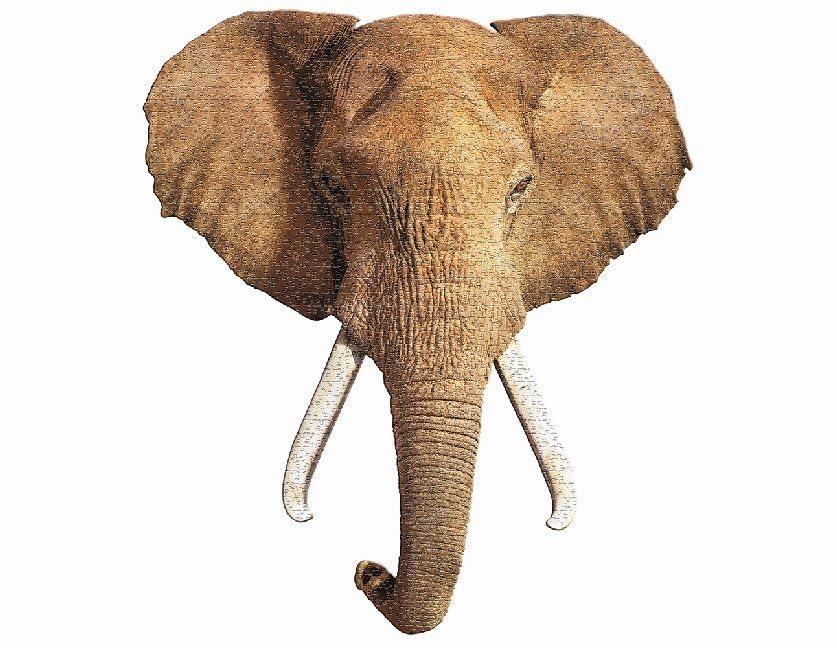 Madd Capp Puzzles Animal Big TYCP03007 Puzzle, Elephant/700 Pieces,