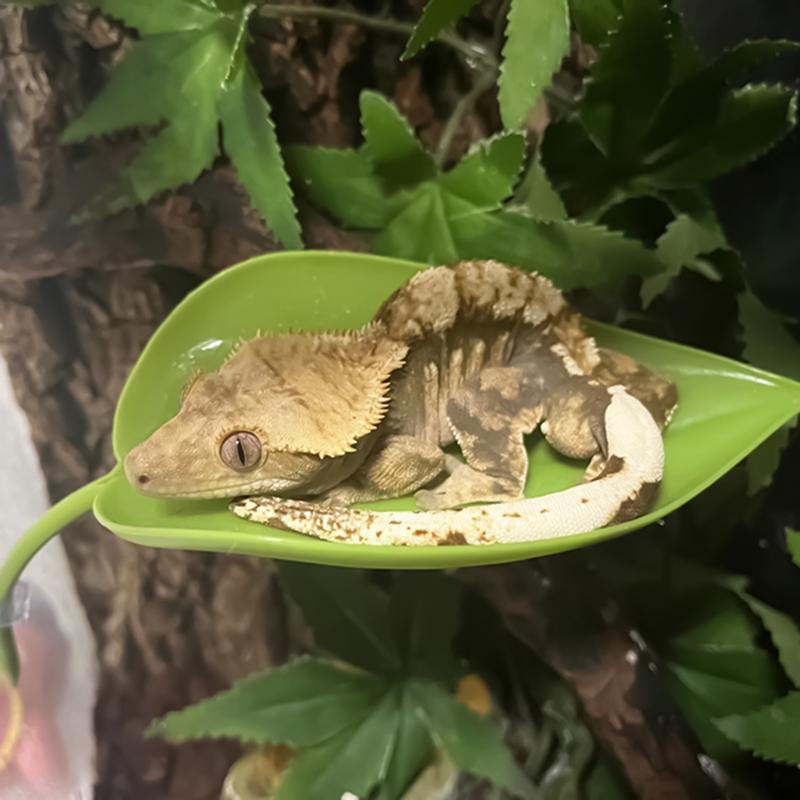 Frog Habitat Leaf Suction Cup Reptile Basking Area Resting Terrace Suction Cups Tank Accessories Simulated Leaves For Geckos