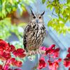 QN001 Hanging Owl Bell Scarecrow: Outdoor Bird-Repelling Wind Chime for Orchards