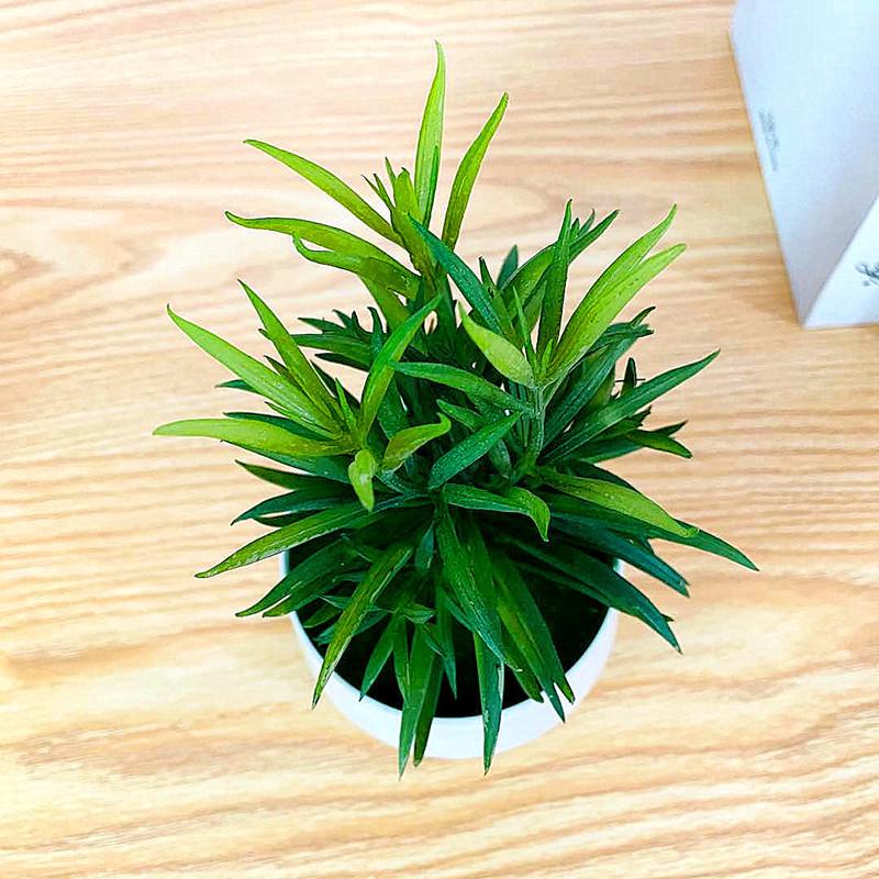 Greenery Small Artificial Bonsai With Plastic Craft For Living Room Gift And