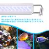 Lampe d'aquarium LEDGLE 10 W compatible avec les aquariums 56 LED bleues 46 LED pour poissons, plantes aquatiques, poissons d'ornement, élevage