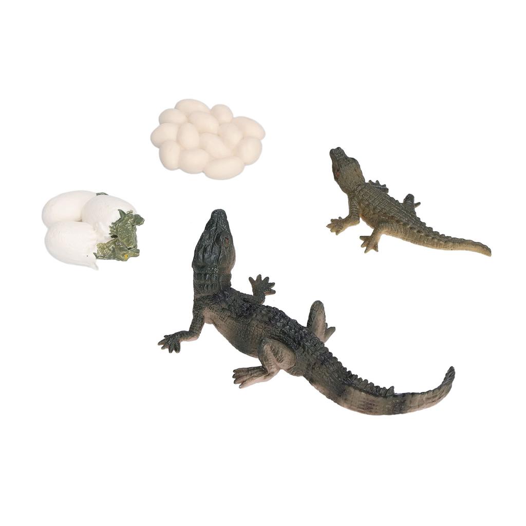 Simulation Animal Crocodile Growth Cycle Model Crocodile Growth Process Children"s Science