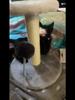 Sturdy Small Cat Tree with Scratching Column, Hanging Mouse and Spring Ball - Ideal Kitten Furniture