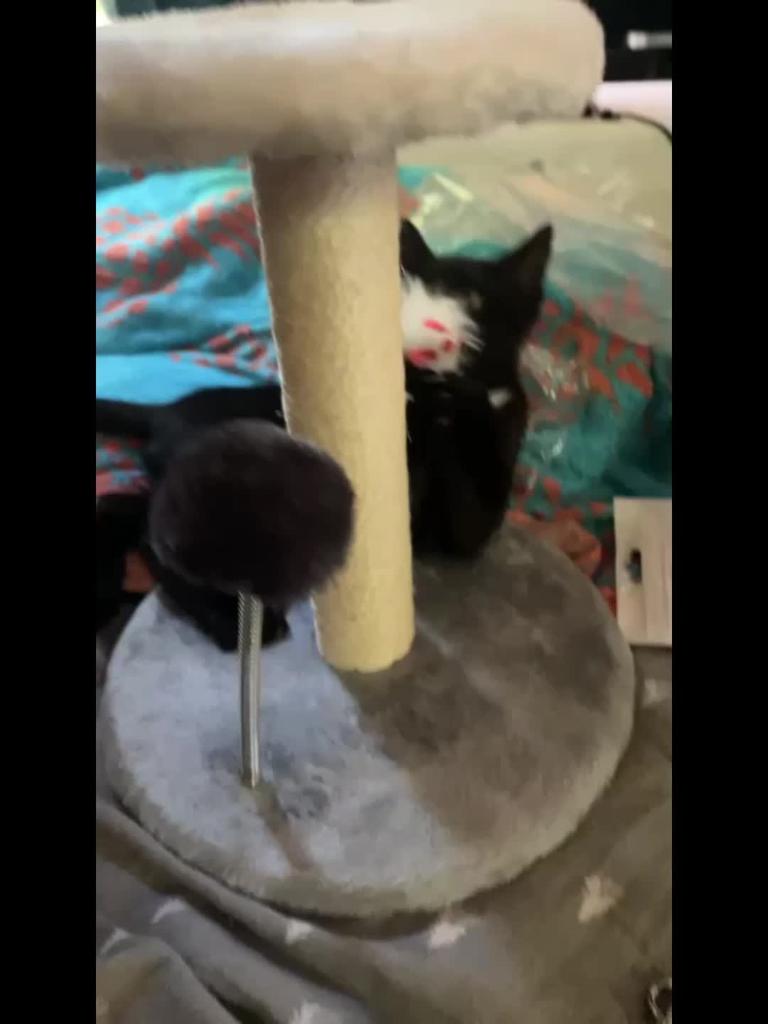 Sturdy Small Cat Tree with Scratching Column, Hanging Mouse and Spring Ball - Ideal Kitten Furniture