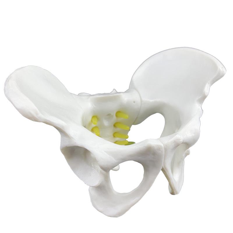Adjustable Pelvic Model Set: Female Pelvic Muscles, Pelvic Floor, Uterus, and Male Pelvis for Childbirth and Midwifery.