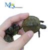 Japanese Stone Turtle Fry - Live Omnivorous Pet and Ornamental Pond Turtle