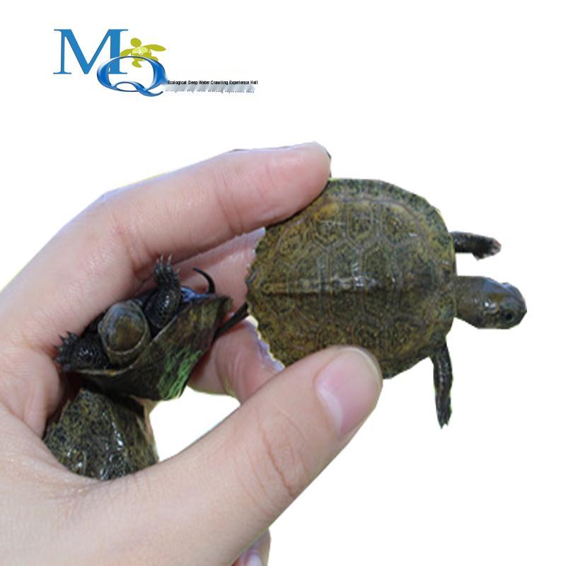 Japanese Stone Turtle Fry - Live Omnivorous Pet and Ornamental Pond Turtle