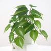 23 Leaves Artificial Green Plant Leaves Tropical Plant Real Touch Green Potted Plants Lifelike Plastic Palm Leaves Branches