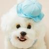 [Pet] Kindergarten Hat S