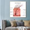 Human Organs Brain Liver Heart Anatomy Poster Print Canvas Painting Human Body Map Medical Classroom Office Room Home Decoration