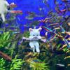 Yousheng 1 Set Fish Tank Decoration Exquisite Mini Cat Statue Ornament with Small Floating Ball Aquarium Accessories