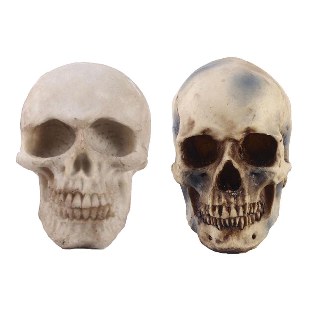 2pcs Resin Tabletop Skeleton Model Dispaly Props