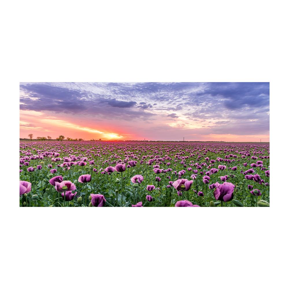 

Современные пейзажные картины, лавандовые постеры и принты, фиолетовые цветы, холст, картина для гостиной, домашний декор, настенное искусство Cuadros без рамки 20x40cm