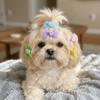 10Pcs Lightweight Pet Bow Clip Organza Bow Pet Head Flower Pet Bow Hairpin  Daily Pet Wear