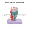 Anatomical Human Throat Model: Throat Muscles, Laryngeal Cartilage, Cavity, Vessels, and Thyroid Gland for Otolaryngology.