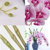 HinyoCo 5 Pcs Artificial Orchid Flowers and 2 Bundles Leaves,Artificial Phalaenopsis Flowers 32 Inch Stem Plants for Home Wedding Decoration (White