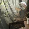 Jungle Sunlight Trees Branches Landscape Tulle Curtains Living Room Bedroom Kitchen Decor Chiffon Sheer Voile Window Curtains
