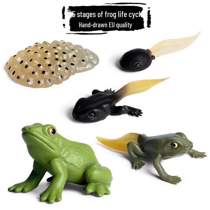 Pediatric Learning Model: Plastic Animal Growth Cycles - Frog, Butterfly, Rooster, Sea Turtle, Chinese Horseshoe Crab