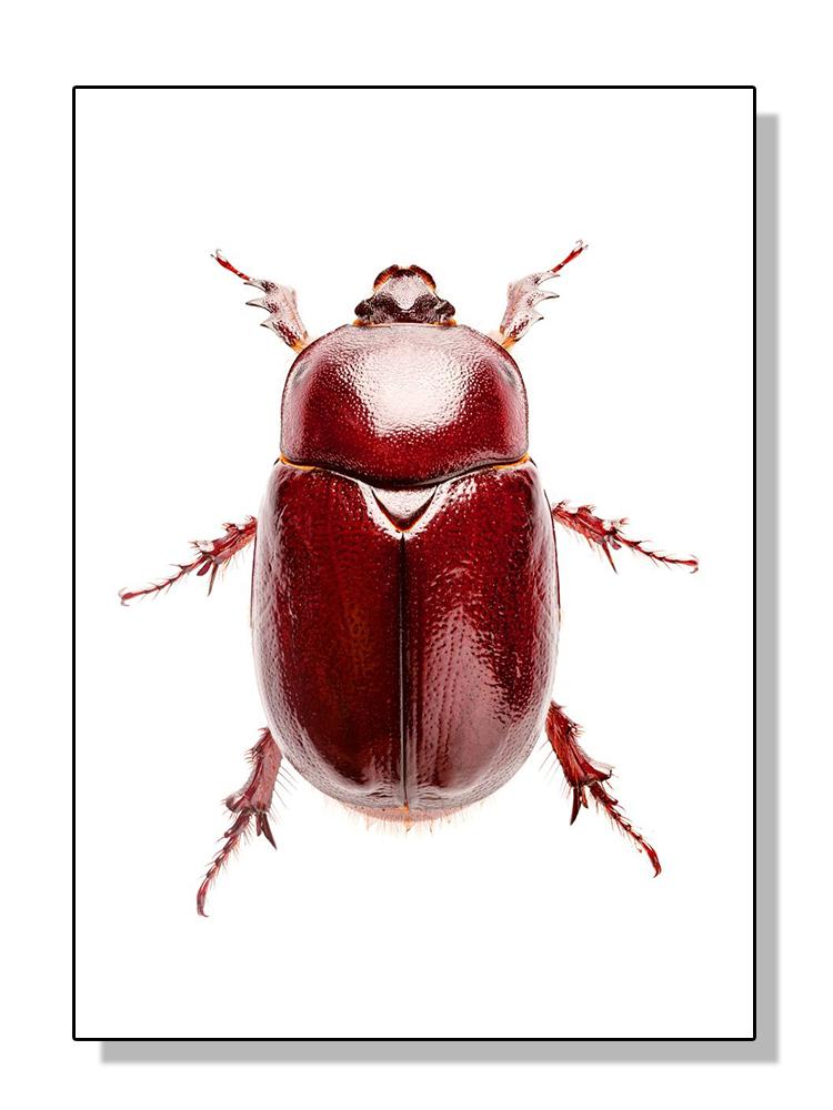 HD-Druck, Insektenkäferrassen-Sammlung, Poster und Druck, Leinwandgemälde, Retro-Wandkunst für Wohnzimmer, Heimdekoration, Cuadros