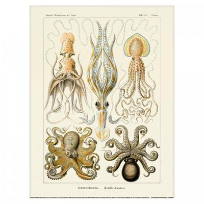 Ernst Haeckel Gamochonia Druck