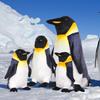 Simulation Penguin Plush Doll Pillow, Creative Gift For Children'S Girlfriend Birthday Gift Sofa Living Room Penguin Throw Pillow
