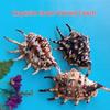 Conch Shells & Starfish for Hermit Crabs: Aquarium Decor & Drift Bottle Accessories