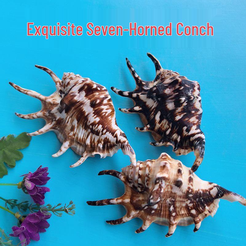 Conch Shells & Starfish for Hermit Crabs: Aquarium Decor & Drift Bottle Accessories