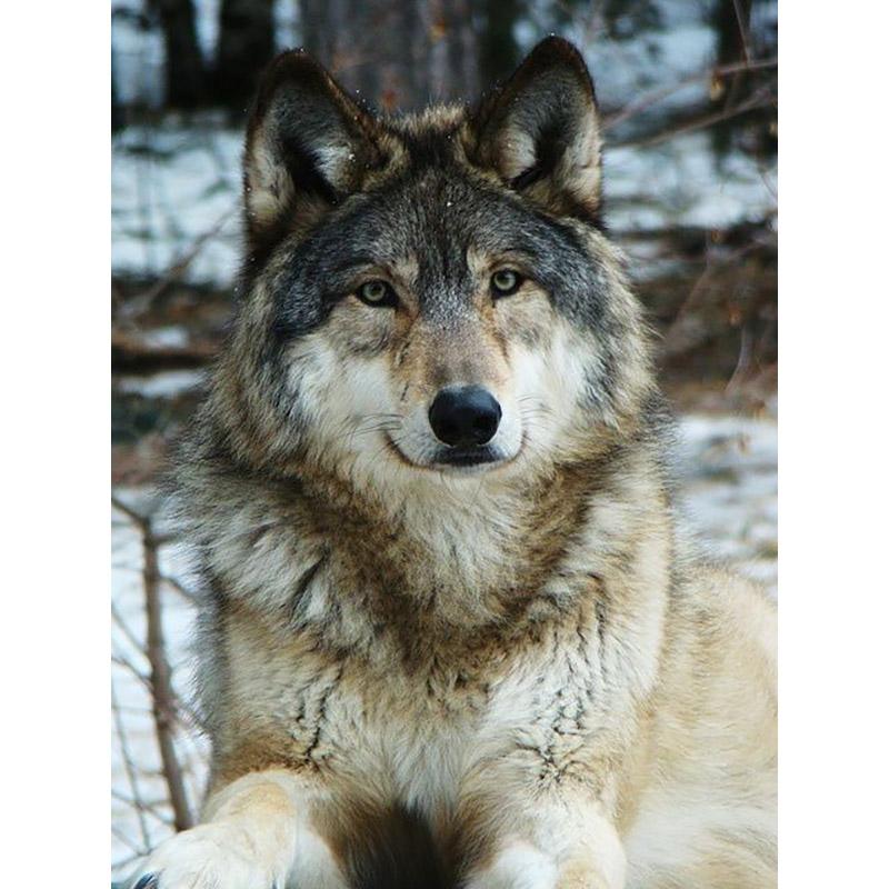 5D Diamond Painting Wolf Animal Rhinestone Picture DIY Full Diamond Embroidery Mosaic Handmade Art Painting Gift Home Decor