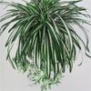 Comosum Chlorophytum Wall Hanging Decoration For Indoor Outdoor Gift Garden