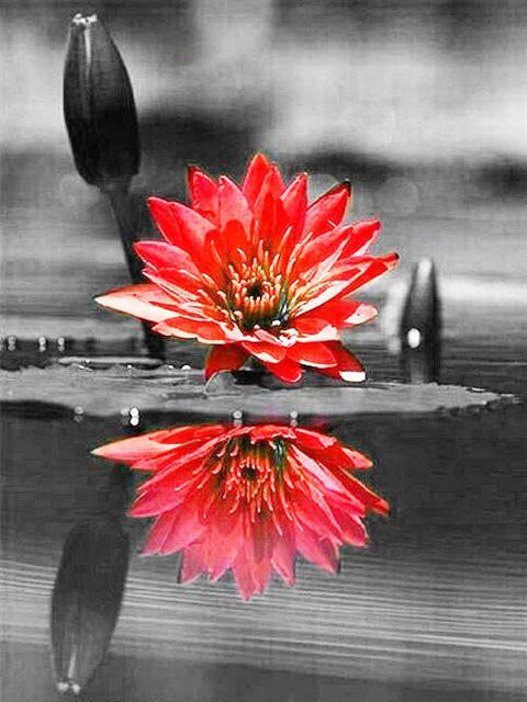 DIY Diamond Painting Flower Mosaic Diamond Rose 5D Painting Rhinestone Cross Stitch Black Red Wall Art