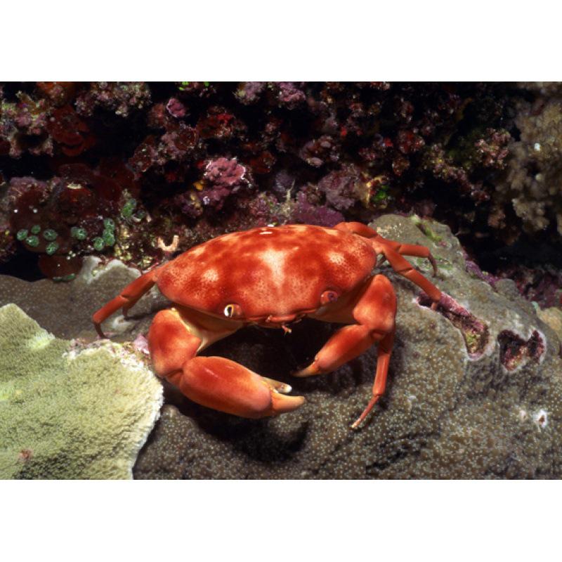 

Framed Underwater Creatures Coral Fish Poster - Decorative Wall Art with Free Shipping Yellow cardstock (no glue) 30*42 cm