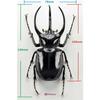 BACALYSO | Nirvana 1/1 Scale Atlas Beetle Figure, Refrigerator Ornament, Magnetic, Realistic, Adult, Illustrated, Insect, Beetle, Resin, Adult-Friendl
