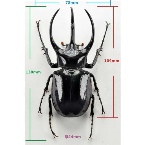 BACALYSO | Nirvana 1/1 Scale Atlas Beetle Figure, Refrigerator Ornament, Magnetic, Realistic, Adult, Illustrated, Insect, Beetle, Resin, Adult-Friendl