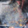 Laser Sliver Star Ocean Dolphin Whale Shoal of Fish Bubbles Sea Marine Organisms Nail Art Sticker Self Adhesive Manicure Decal