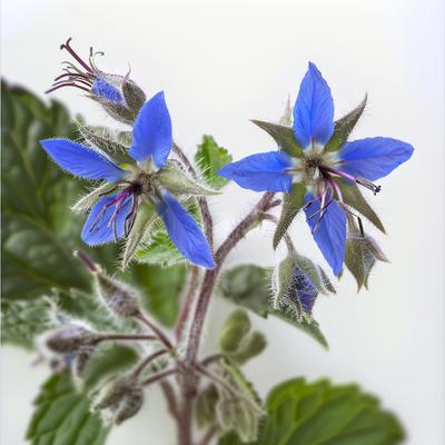 50 Borage Officinalis Seeds