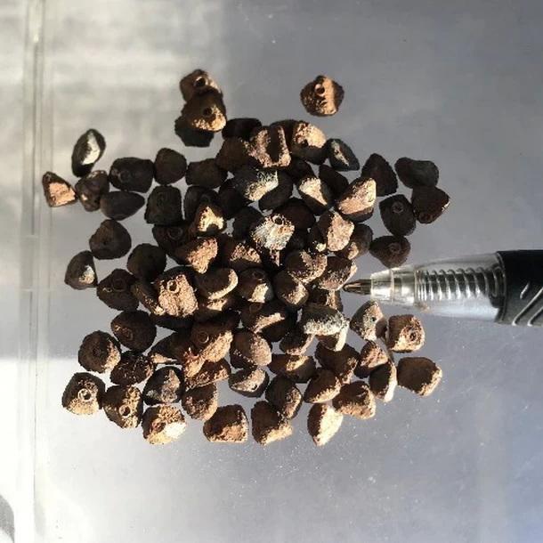 5 SAMEN VON MUSA THOMSONII-FRISCHE SAMEN