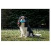 Hunde – Hundespielzeug